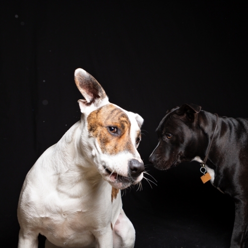 Dogs in Studio catching Treats Thrown to Them. - Australian Stock Image
