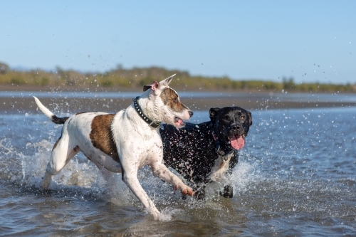 dogs splashing in low tidal waters on the beach - Australian Stock Image