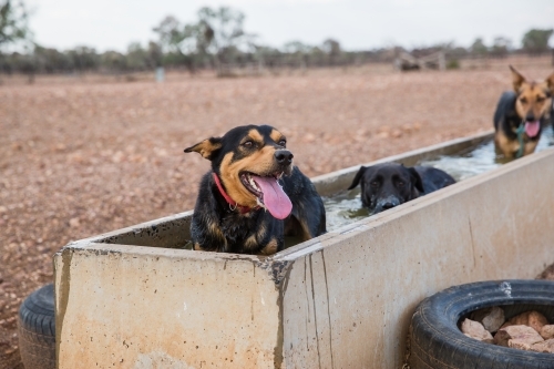 Dogs standing in stock water trough - Australian Stock Image