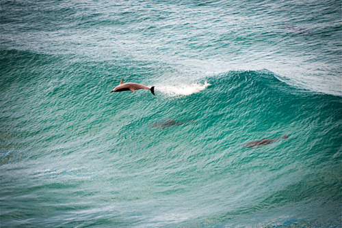 Dolphin launches from turquoise surf as others ride the wave below - Australian Stock Image