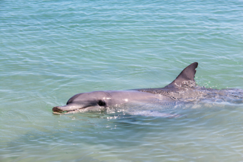 Dolphin swimming at waters surface with head out - Australian Stock Image