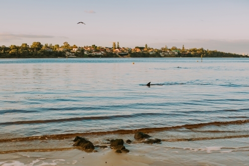 Dolphin swimming close to shore in river - Australian Stock Image