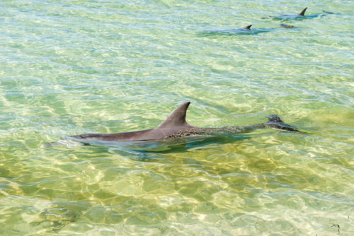 Dolphins gliding in shallow clear waters at Shark Bay. - Australian Stock Image