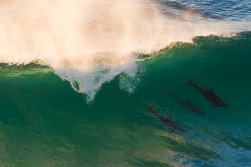 Dolphins Riding Waves - Australian Stock Image