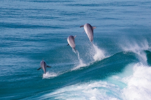 Dolphins Riding Waves