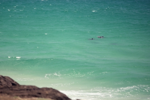 Dolphins swimming in green ocean