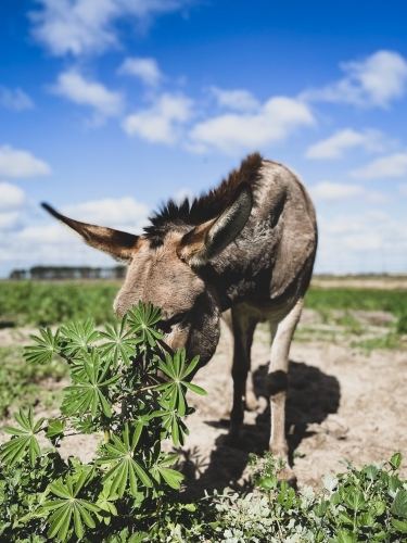 Donkey in rural field feeding on lupin plant on sunny day - Australian Stock Image