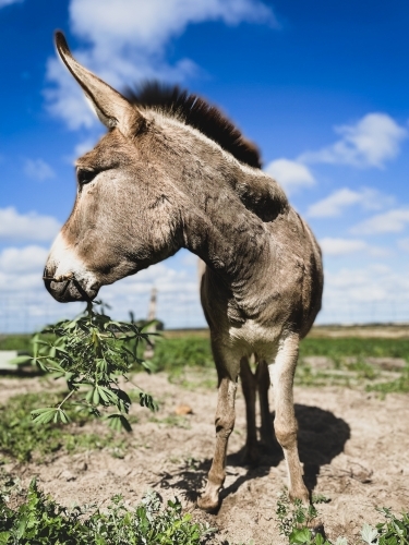 Donkey in rural field feeding on lupin plant on sunny day - Australian Stock Image