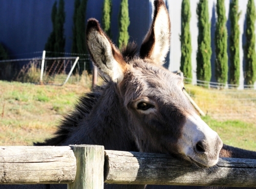 Donkey resting his head on fence
