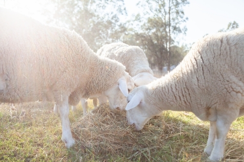 Dorper sheep eating hay - Australian Stock Image