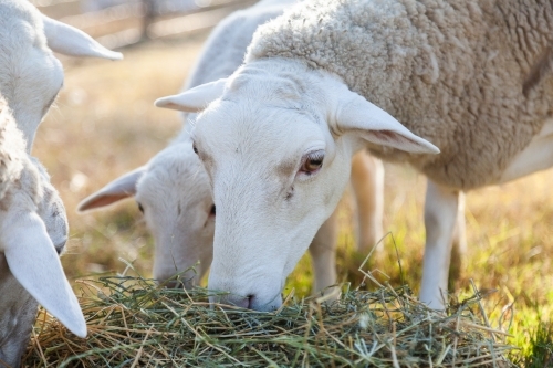 Dorper sheep eating hay - Australian Stock Image