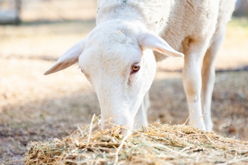Dorper sheep eating hay - Australian Stock Image
