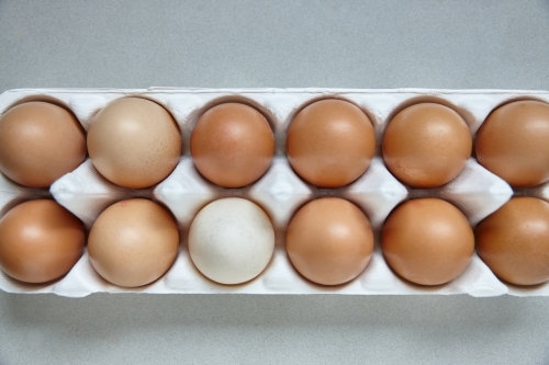 Dozen eggs in paper carton - Australian Stock Image