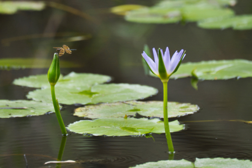 Dragonfly, grasshopper on water lilies with purple flower - Australian Stock Image