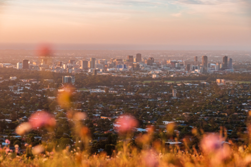 Dreamy Sunset View of the Adelaide Cityscape with a Wildflower Foreground - Australian Stock Image