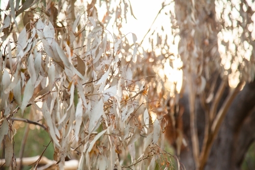 Dried and dead brown gum leaves on branch in afternoon light - Australian Stock Image