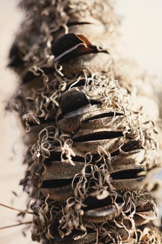 Dried Banksia seed pod - Australian Stock Image