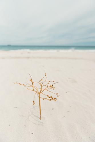 Dried beach plant twig set in sand like a tree at the beach in summer