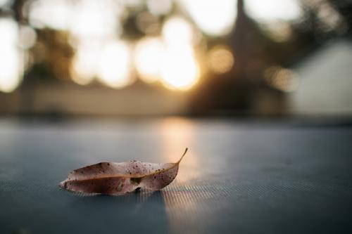 Dried leaf on a trampoline mat - Australian Stock Image