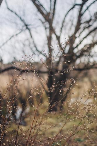 Dried leaves in forest - Australian Stock Image