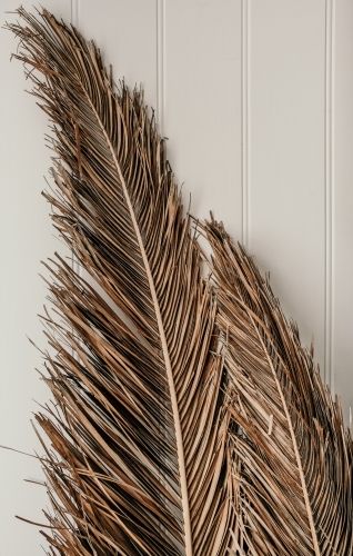 Dried palm branches. - Australian Stock Image