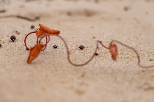 dried up vine on beach