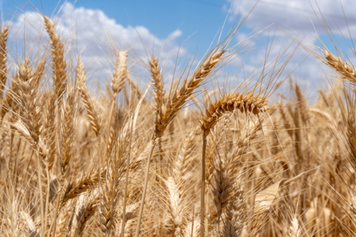 Dried wheat crop - Australian Stock Image