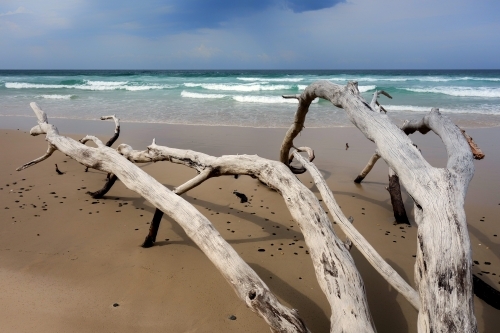 Drift wood on the beach - Australian Stock Image
