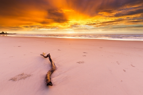 Drift wood on the sand of a beach with orange sunrise