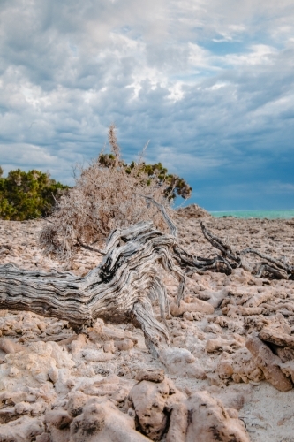 Driftwood, coral and low shrubs in a desolate hard landscape