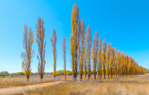 Driveway of Autumn Poplars near Glen Innes - Australian Stock Image