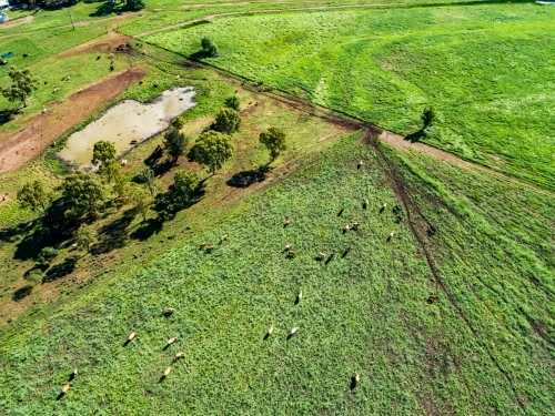 Drone photo of cattle in green farm paddock - Australian Stock Image