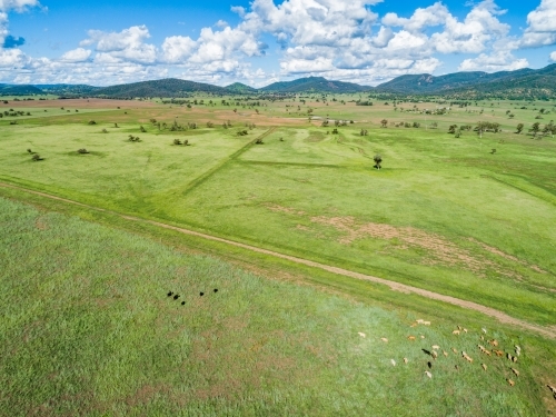 Drone photo of cattle in green farm paddock - Australian Stock Image