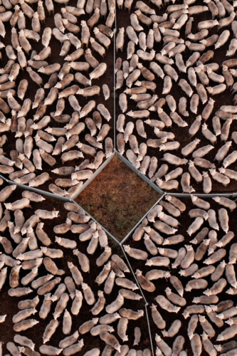 Drone photo of merino sheep in a yard with empty yard in the middle of the frame - Australian Stock Image