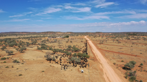 Drone shot of a large mob of cattle being mustered across a main road - Australian Stock Image