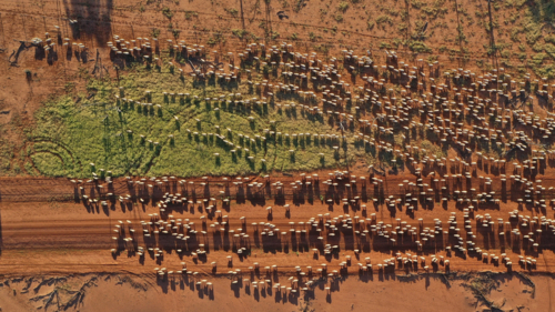 Drone shot of a mob of sheep walking along a road - Australian Stock Image