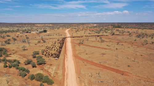 Drone shot of cattle being moved across a main road - Australian Stock Image