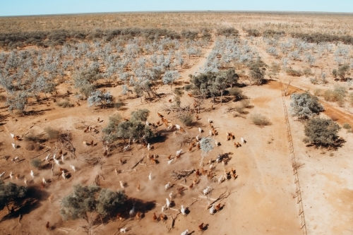 Drone shot of cattle being yarded up - Australian Stock Image