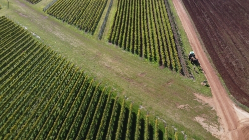 drone view of a farm tractor working on a vineyard in northern Tasmania with rows of grape vines - Australian Stock Image