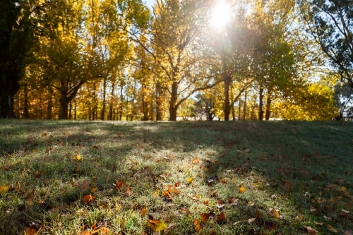 Droplets of dew on grass and autumn leaves in morning light - Australian Stock Image