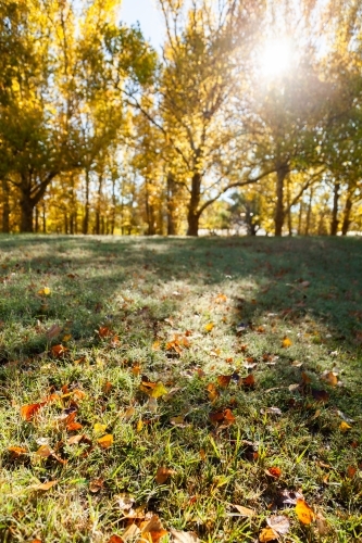 Droplets of dew on grass and autumn leaves in morning light - Australian Stock Image