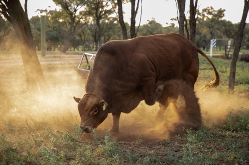 Droughtmaster bull pawing up dust - Australian Stock Image