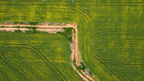 Drove view over yellowing, flowering Canola fields, tracks running through - Australian Stock Image