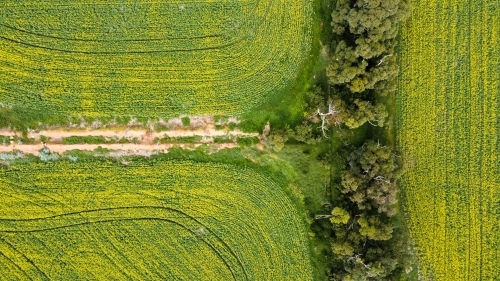 Drove view over yellowing, flowering Canola fields, tracks running through bordered by native trees - Australian Stock Image