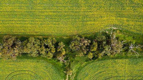 Drove view over yellowing, flowering Canola fields, tracks running through bordered by native trees - Australian Stock Image