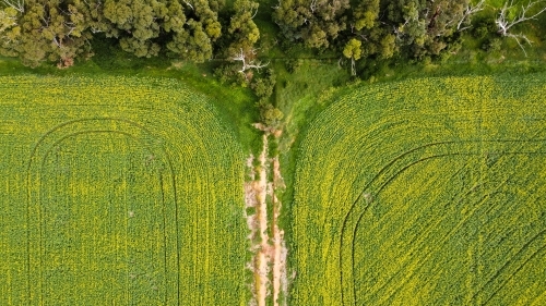 Drove view over yellowing, flowering Canola fields, tracks running through bordered by native trees - Australian Stock Image
