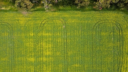 Drove view over yellowing, flowering Canola fields, tracks running through bordered by native trees - Australian Stock Image