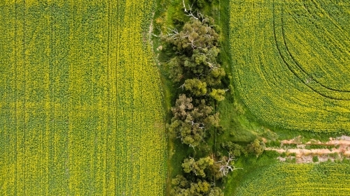 Drove view over yellowing, flowering Canola fields, tracks running through bordered by native trees - Australian Stock Image