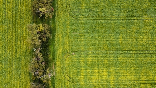 Drove view over yellowing, flowering Canola fields, tracks running through bordered by native trees - Australian Stock Image