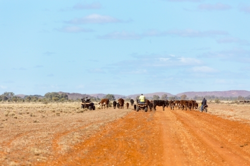 Droving cattle in the outback using motorbikes - Australian Stock Image